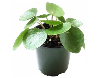 4” Chinese Money Plant/Pilea peperomioides/UFO Plant/Pancake Plant – Houseplants/Foliage Plants/Fortune and Lucky Plants, Free Heat Pack