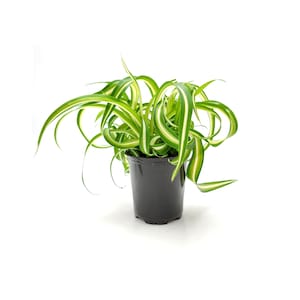 3.5pot Bonnie Curly Spider Plant, Chlorophytum comosum, Airplane Plant Foliage Plants, Houseplants, Air Purifier image 1