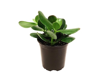 4” Jade Plant, Crassula Ovata, Lucky Plant, Money Plant, Money Tree – Succulents, Houseplants, Foliage Plants, Low Maintenance