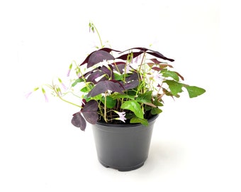 6" Pot Live Plant - Tricolor Oxalis, Oxalis Triangularis, False Shamrocks, Lucky Plant, Love Plant, Wood Sorrel - House Plant, Plant Gift