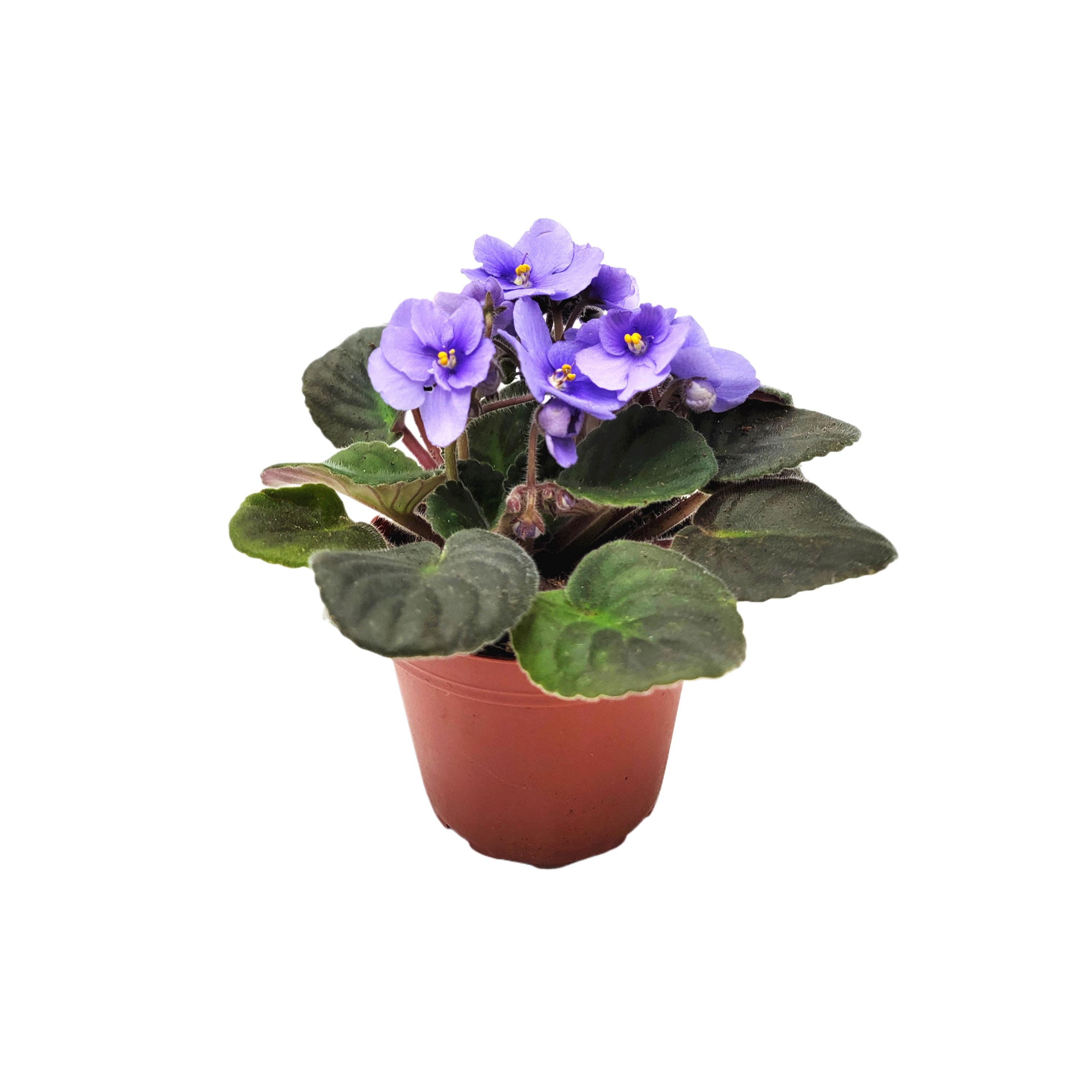 Two Violets Buy Two Get One Free, Flowering African Violets, One Blue White, One ...
