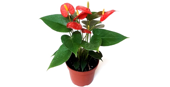 Anthurium Dutch Red Plant - 4" Flamingo Flower Houseplant, Free Heatpad -  Etsy
