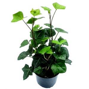 4” English ivy/Hedera helix/Common ivy – Houseplants/Foliage Plants/Plant Walls/Ground Cover/Air Purifiers