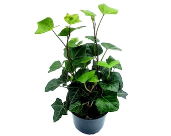 4” English ivy/Hedera helix/Common ivy – Houseplants/Foliage Plants/Plant Walls/Ground Cover/Air Purifiers