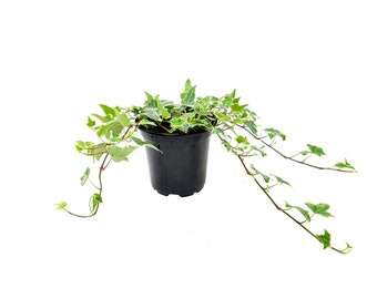 Glacier Ivy, Hedera helix, English Ivy, Needlepoint Ivy – Houseplants, Foliage Plants, Groundcover, Air Purifiers – 4” Pot, Free Heatpad