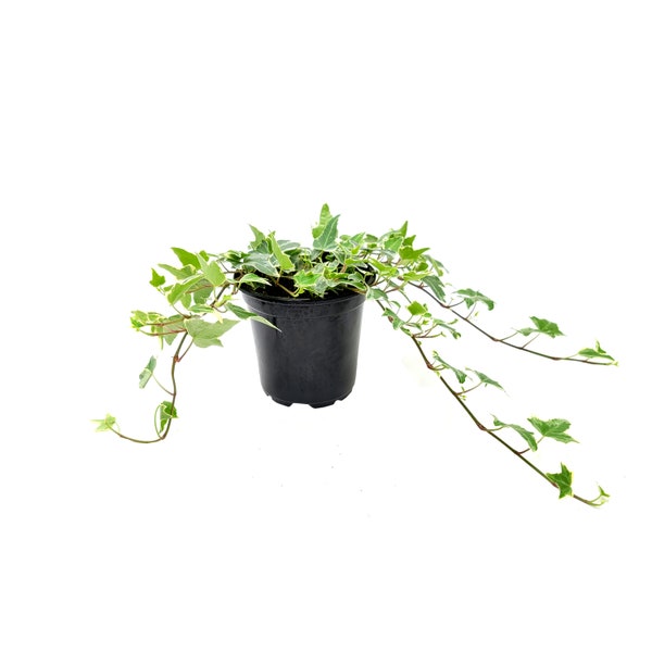 Glacier Ivy, Hedera helix, English Ivy, Needlepoint Ivy – Houseplants, Foliage Plants, Groundcover, Air Purifiers – 4” Pot