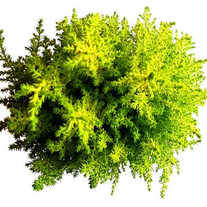 Lemon Cypress Tree (Goldcrest) – Fragrant Evergreen in 4.5" Pot, Indoor & Outdoor Plant, Mini Tree, Live Houseplant Gift image 5