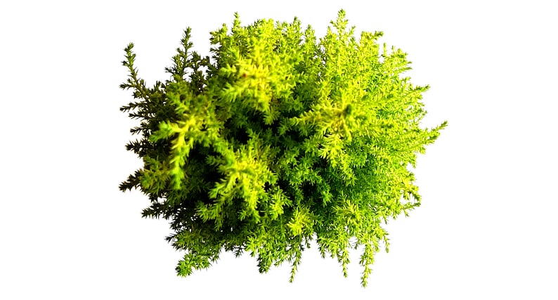 Lemon Cypress Tree (Goldcrest) – Fragrant Evergreen in 4.5" Pot, Indoor & Outdoor Plant, Mini Tree, Live Houseplant Gift image 5