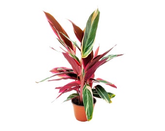 Stromanthe Triostar, Stromanthe sanguinea ‘Triostar’, Calathea Triostar, variegated bloody stromanthe – Foliage Plants, Gift Plants – 6” Pot