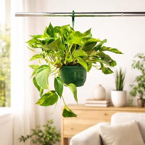 May include: A hanging green potted plant with vibrant green and yellow leaves. The plant is suspended from a metal rod by a green strap. The background includes a wooden cabinet, a white sofa, and other potted plants.