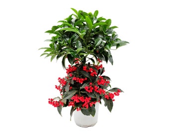 Ardisia Crenata, Coral Ardisia, Christmas Berry, Australian Holly, Coral ardisia with Berries Lasting Year-round, Holiday Gift, 6” Pot