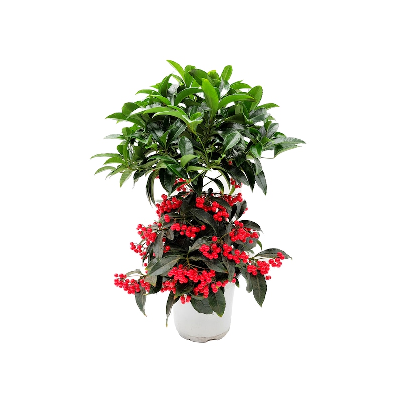 Ardisia Crenata, Coral Ardisia, Christmas Berry, Australian Holly, Coral ardisia with Berries Lasting Year-round, Holiday Gift, 6 Pot Red