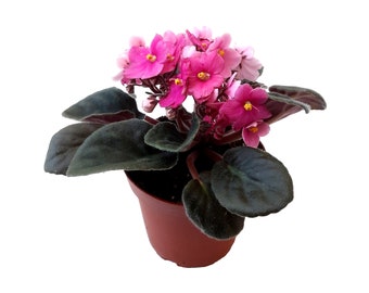 4” African Violet with Pink Flowers, Saintpaulia ionantha – Houseplants, Flowering Plants, Perennials