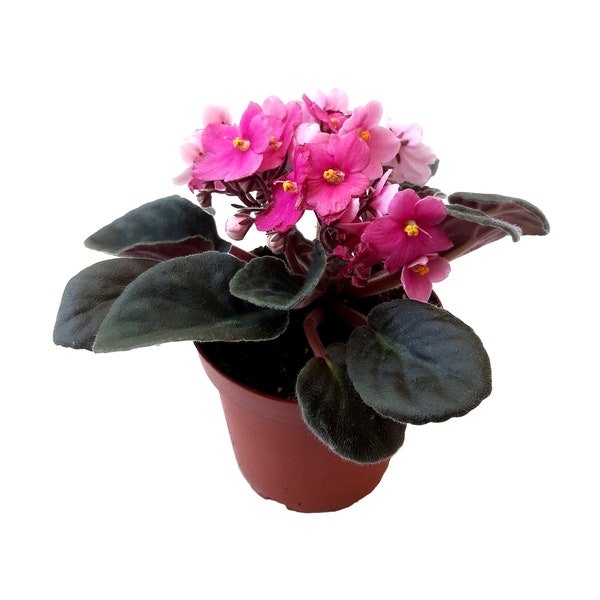 4” African Violet with Pink Flowers, Saintpaulia ionantha – Houseplants, Flowering Plants, Perennials