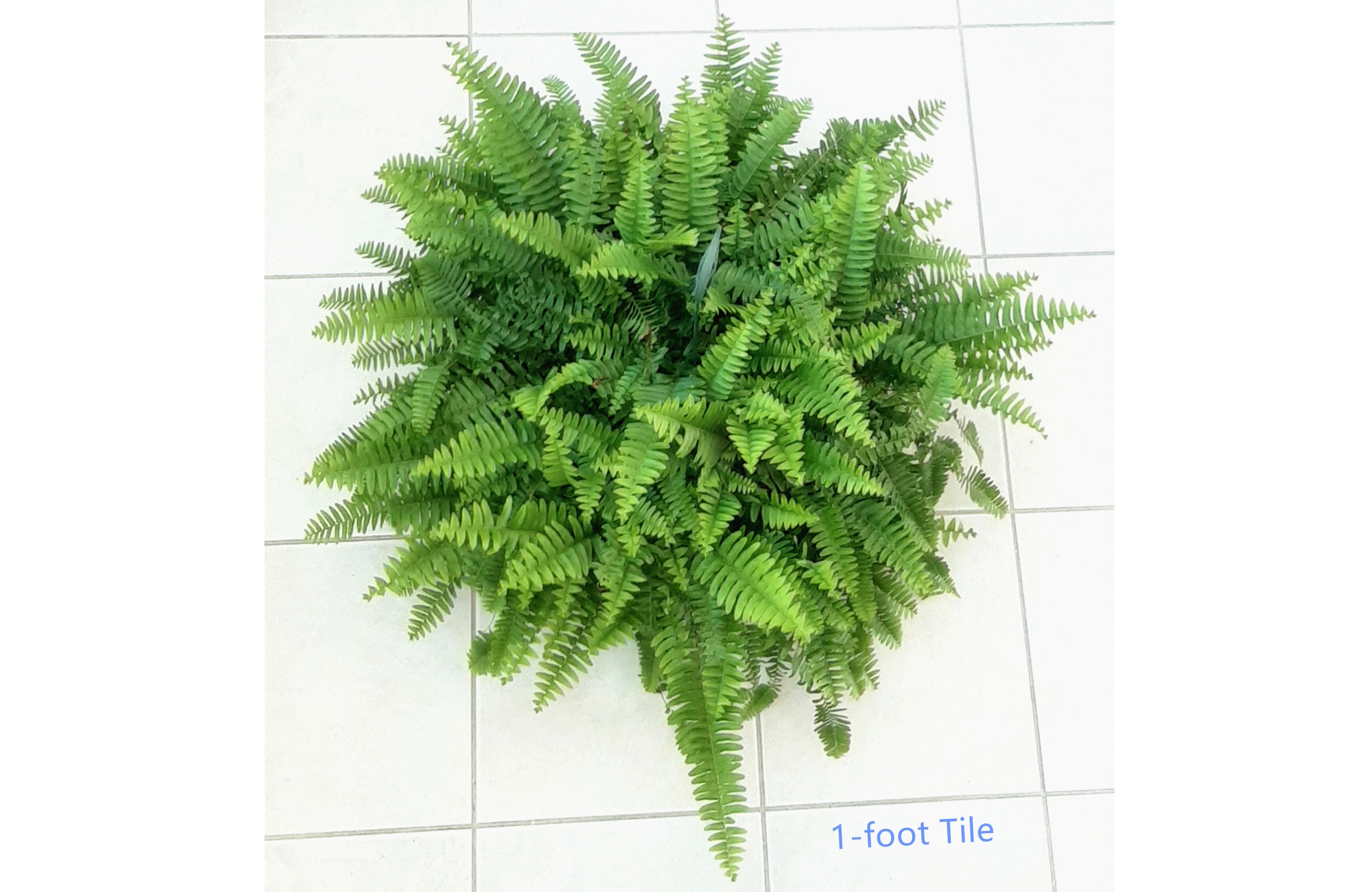 Vining Fern 10” Hanging Basket of Boston Fern, Nephrolepis Exaltata 'bostoniensis ...