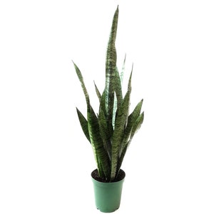 May include: A tall snake plant in a green pot. The plant has long, upright leaves with a dark green and light green striped pattern. The pot is a solid, muted green color, and the background is white.