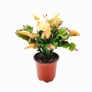 May include: A potted Christmas cactus with vibrant yellow and peach-colored blooms and green foliage. The plant is in a brown plastic pot, set against a white background. The flowers have a delicate, layered appearance.