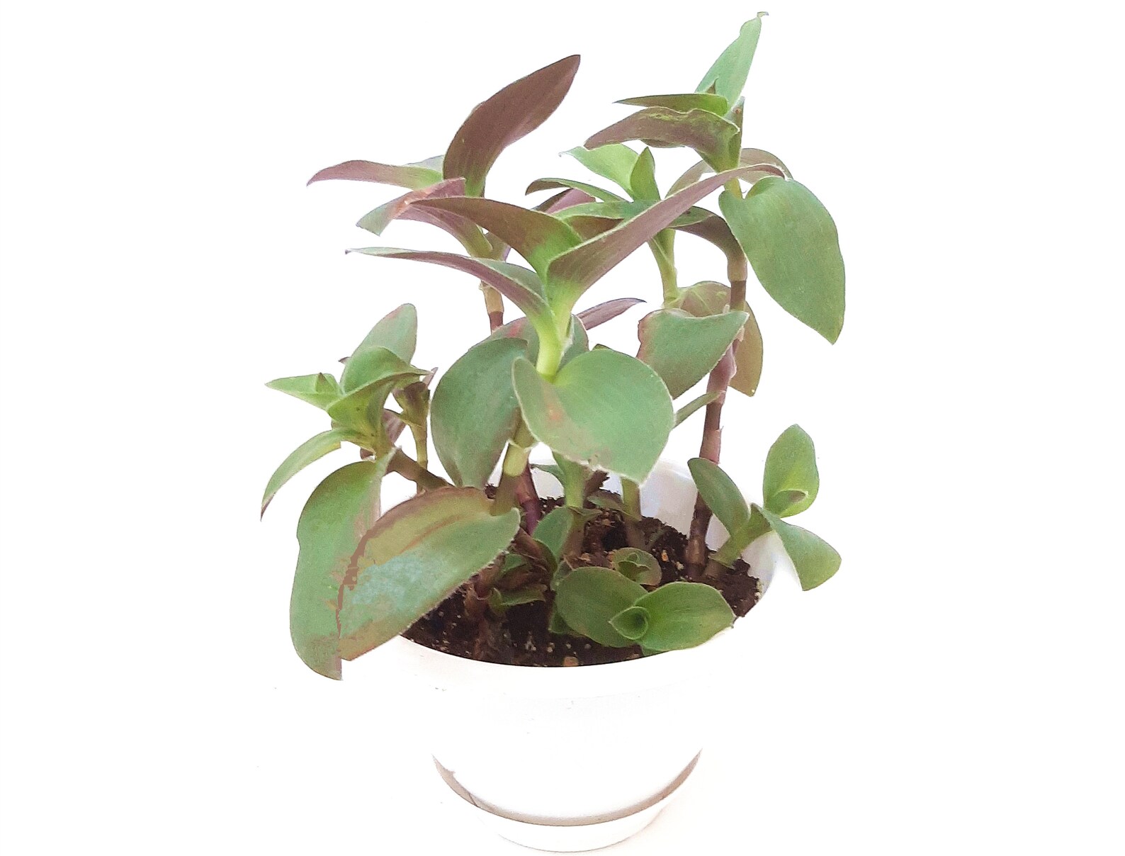 Purple Fuzzy Wandering Jew/tradescantia Pallida House | Etsy