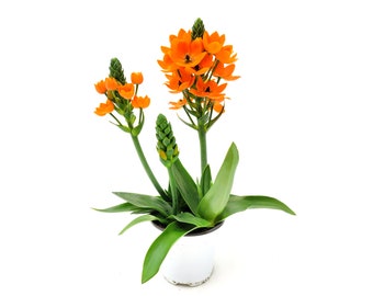 Live Orange Star, Sun Star, Ornithogalum dubium, Garden Plants, Houseplants, Flowering Plants, Bulbous Plants, Cut Flowers – 4” Pot