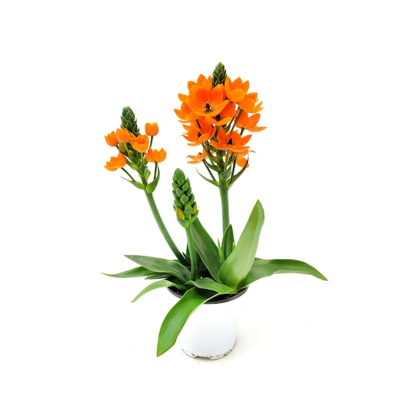 Live Orange Star, Sun Star, Ornithogalum dubium, Garden Plants, Houseplants, Flowering Plants, Bulbous Plants, Cut Flowers – 4” Pot