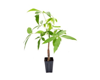 Single-Trunk Money Tree, Pachira aquatica, Lucky Tree – Home Decoration, Houseplants, Indoor Trees, Bonsai - 4" Deep Pot