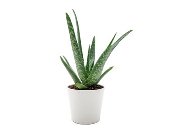 Aloe vera, Aloe barbadensis, Succulent, 4” Ceramic Pot