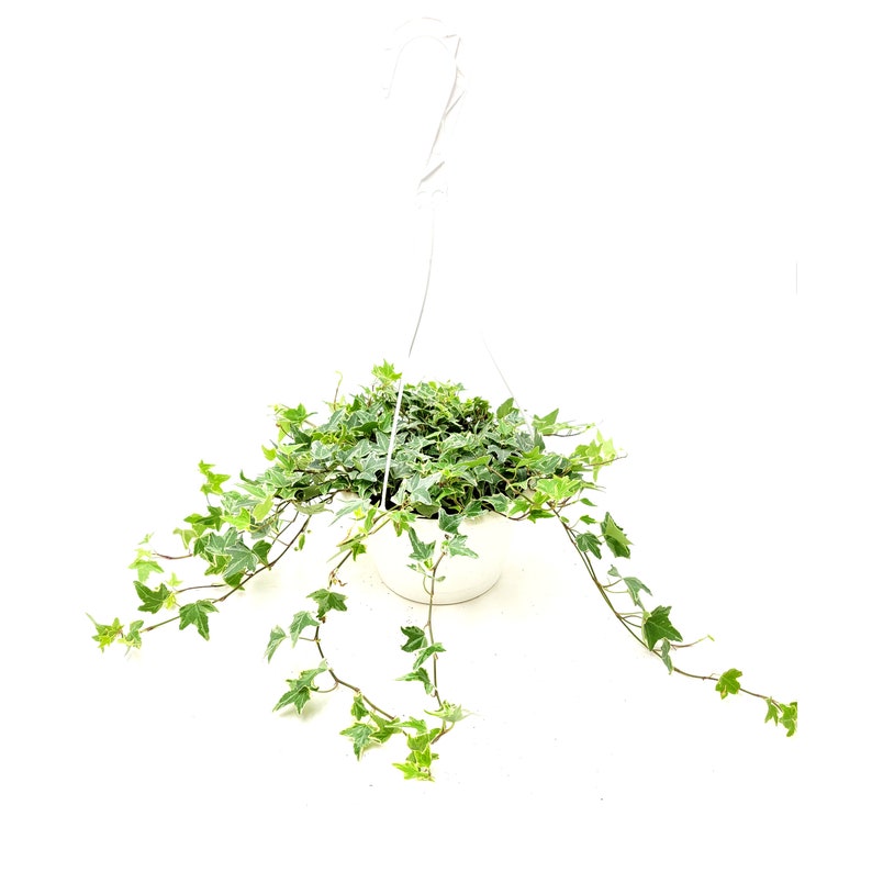 Glacier Ivy Hedera Helix English Ivy Needlepoint Ivy Etsy