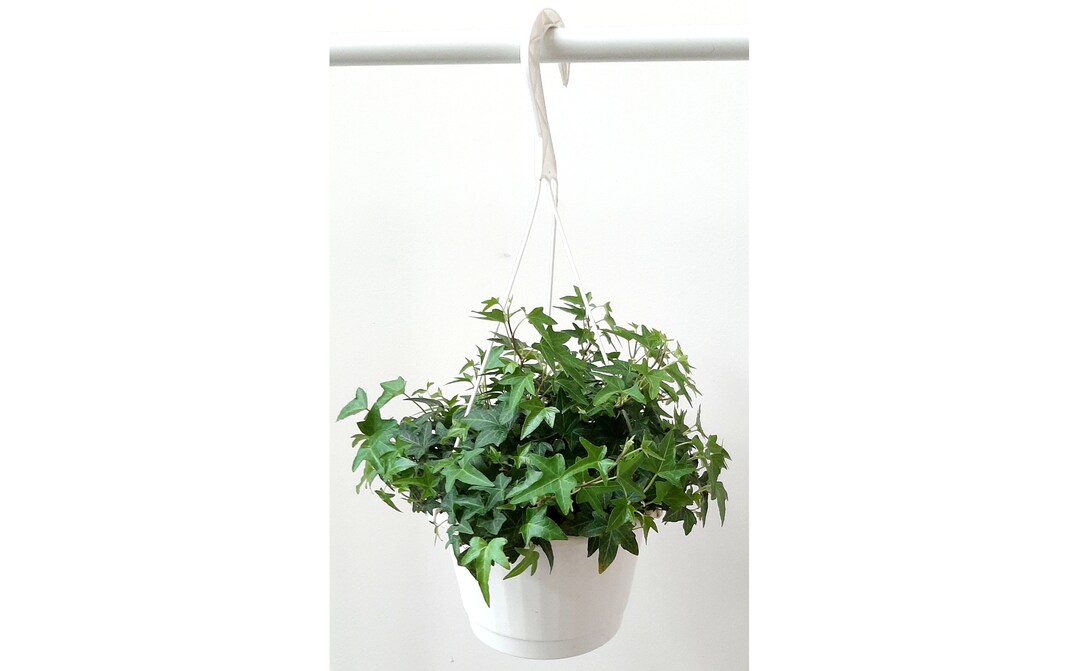 8 Hanging Basket of Needlepoint Ivy/hedera Helix/english Ivy