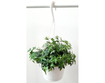 8” Hanging Basket of Needlepoint Ivy/Hedera helix/English Ivy – Houseplants/Foliage Plants/Home Décor/Trailing Plants/Air Purifier