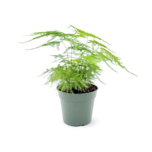 4”-Pot of Plumosa Fern, Asparagus, Foxtail Fern, Ming Fern, Lace Fern, Tree Fern – Houseplants, Foliage Plants, Bonsai Plants- FREE HEATPACK