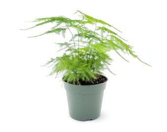 4”-Pot of Plumosa Fern, Asparagus plumosus nana, Foxtail Fern, Ming Fern, Lace Fern, Tree Fern – Houseplants, Foliage Plants, Bonsai Plants