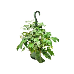 May include: A green plastic hanging planter with a green leafy plant growing inside. The planter has a hook on top for hanging.