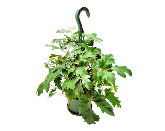 6”-Hanging Basket of Oak Leaf Ivy, Cissus rhombifolia – Vining Plants, Houseplants, Hanging Basket, Trailing Plants, Home Décor