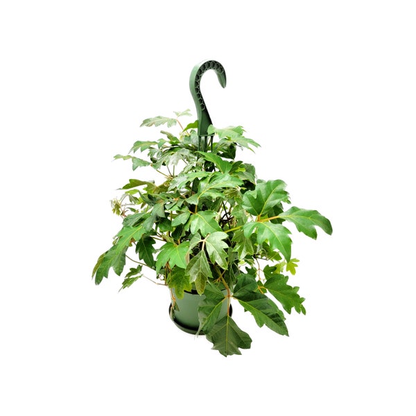 6”-Hanging Basket of Oak Leaf Ivy, Cissus rhombifolia – Vining Plants, Houseplants, Hanging Basket, Trailing Plants, Home Décor