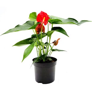 6” Anthurium, Anthurium andraeanum, Flamingo Flower, Laceleaf, Tailflower – Best Holiday Gift Pick