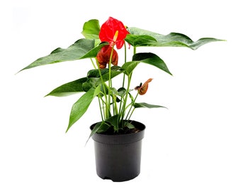 fiddle leaf fig plant for sale Fiddle Leaf Fig Tree Ficus Lyrata Live Large Plant 8'' Pot – Dose of  Succulents main image 1
