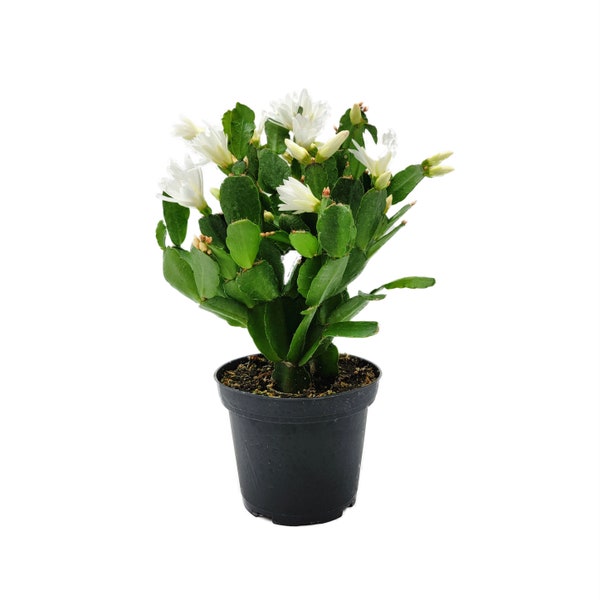 4” Pot, White Spring Cactus, Easter Cactus, Rhipsalidopsis gaertneri – Flowering Plants, Live Indoor House plants, Succulents