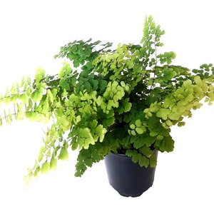 3.5“-pot of Maidenhair Fern 'Fritz Luthi', Adiantum raddianum, Delta Maidenhair Fern-Houseplants, Foliage Plants, Air Purifier FREE HEATPACK