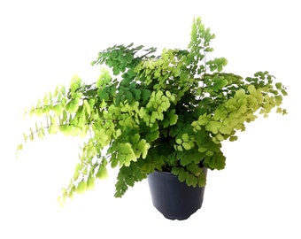 3.5“-pot of Maidenhair Fern 'Fritz Luthi' , Adiantum raddianum, Delta Maidenhair Fern - Houseplants, Foliage Plants, Air Purifier