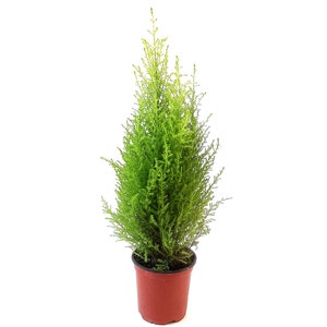 4.5&quot;-pot Lemon Cypress Tree, Cupressus macrocarpa, Goldcrest Cypress – Lemon Fragrance, Indoor Trees, Bonsai Trees, Holiday Gift