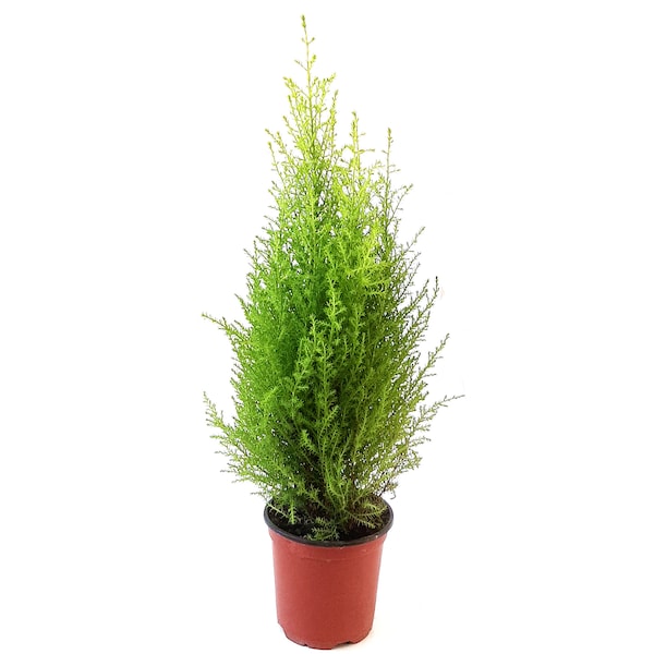 4.5"-pot Lemon Cypress Tree, Cupressus macrocarpa, Goldcrest Cypress – Lemon Fragrance, Indoor Trees, Bonsai Trees, Holiday Gift