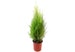 4.5'-pot Lemon Cypress Tree, Cupressus macrocarpa, Goldcrest Cypress – Lemon Fragrance, Indoor Trees, Bonsai Trees, Holiday Gift 15'-18' H 