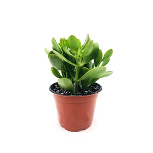 6“- Jade Plant, Crassula Ovata, Lucky Plant, Money Plant, Money Tree – Succulents, Houseplants, Foliage Plants, Low Maintenance