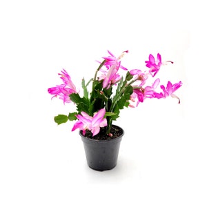 4&quot; Pink Zygocactus, Schlumbergera bridesii, Thanksgiving Cactus, Schlumbergera truncata, Holiday Cactus, Holiday Gift