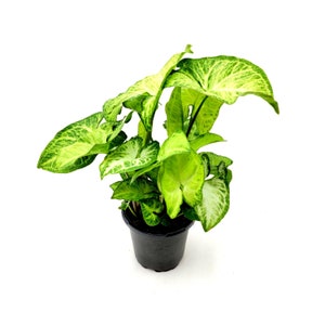 Syngonium White Butterfly, Syngonium podophyllum, Arrowhead Vine, Nephthytis - Foliage Plants, Houseplants, Air Purifier - 4&quot; Pot