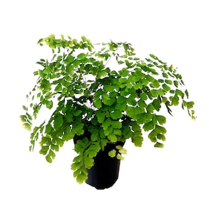 Fragrans Maidenhair Fern, Adiantum raddianum Fragrans, Delta Maidenhair Fern-Houseplants, Foliage Plants,Air Purifier-3.5" Pot-FREE HEATPACK