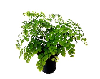 Fragrans Maidenhair Fern, Adiantum raddianum Fragrans, Delta Maidenhair Fern - Houseplants, Foliage Plants, Air Purifier - 3.5" Pot