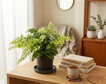 4”-pot of ZZ Plant, Zamioculcas Zamiifolia, Zee Zee Plant, Aroid