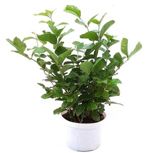 6&quot;-Pot Jasminum Sambac, Arabian Jasmine, Sambac Jasmine, Tea Jasmine – Fragrant Plant, Jasmine Tea, Garden Plant, House Plant, Gift