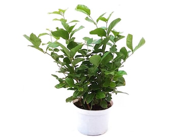 6"-Pot Jasminum Sambac, Arabian Jasmine, Sambac Jasmine, Tea Jasmine – Fragrant Plant, Jasmine Tea, Garden Plant, House Plant, Free HeatPack